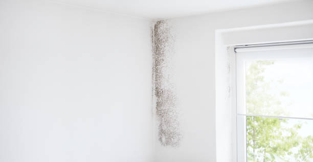 Mold Odor Removal Services in New Castle, IN